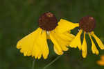 Oldfield sneezeweed